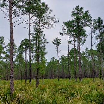 Seminole State Forest - Wild Florida! - Parks Near Me - Sorrento, Florida Seminole State Forest - Wild Florida! - Parks Near Me - Sorrento, Florida