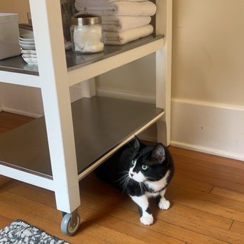City Cat Veterinary Clinic - Veterinarians Near Me - Seattle, Washington City Cat Veterinary Clinic - Veterinarians Near Me - Seattle, Washington