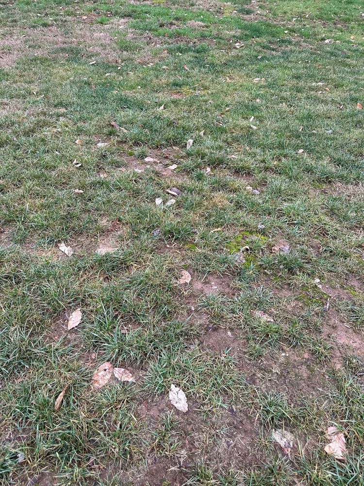 Emerald Island Lawn Services - tree service in Knoxville, TN