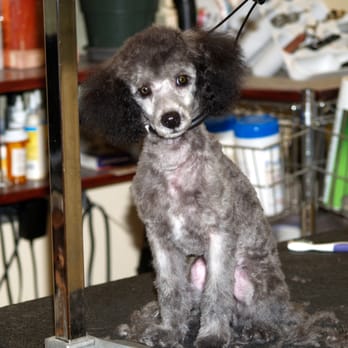 Ok Pet Grooming - Pet Groomers Near Me - Santa Clara, California Ok Pet Grooming - Pet Groomers Near Me - Santa Clara, California