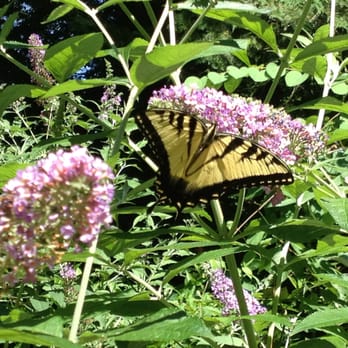 Bailey Arboretum - Tiger swallowtail. - Botanical Gardens Near Me - Lattingtown, New York
