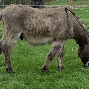 Oregon Donkey Sanctuary Northwest - Donkey - Animal Shelters Near Me - Oregon City, Oregon