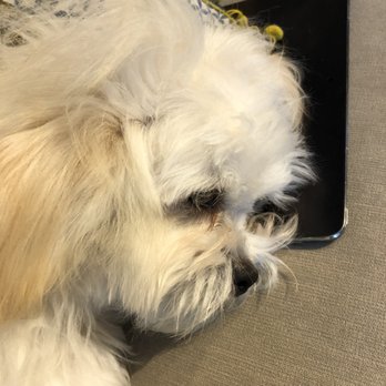 Doggy Style Salon - After - Pet Groomers Near Me - Denver, Colorado Doggy Style Salon - After - Pet Groomers Near Me - Denver, Colorado