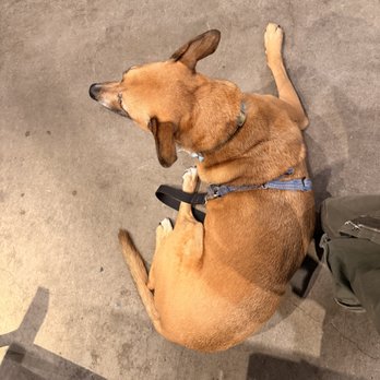 California Pizza Kitchen - Cako loves it here! - Pizza Near Me - San Diego, California