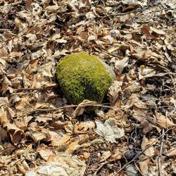 Woodland Hills Nature Park - Moss on north side. Had to go off trail because of mud and saw this.