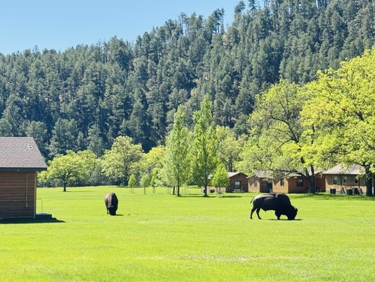 State Game Lodge by null