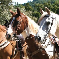 Triple Creek Horse Outfit