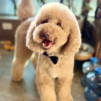 Doodle Dude Grooming - Pet Groomers Near Me - Tarzana, California