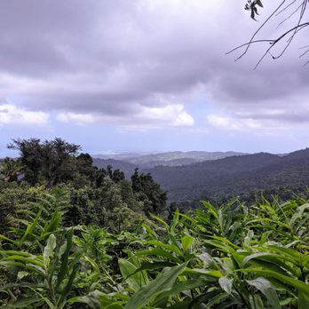 El Yunque Rainforest - 03/17/2021 - Hiking Near Me - Luquillo, Puerto Rico El Yunque Rainforest - 03/17/2021 - Hiking Near Me - Luquillo, Puerto Rico