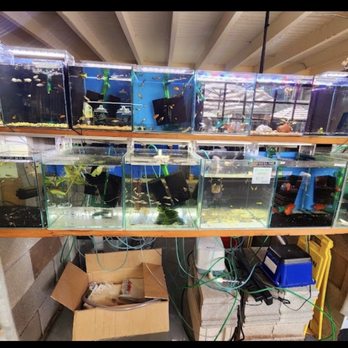 Cuboid Nature Aquarium - Store with aquarium choices - Local Fish Stores Near Me - Pipersville, Pennsylvania Cuboid Nature Aquarium - Store with aquarium choices - Local Fish Stores Near Me - Pipersville, Pennsylvania