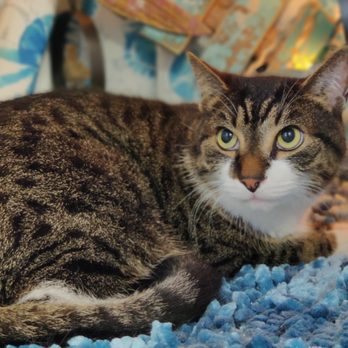 The Southern Cat - Kitty - Pet Groomers Near Me The Southern Cat - Kitty - Pet Groomers Near Me