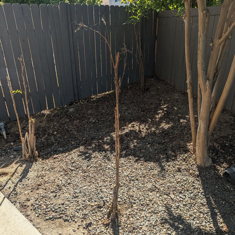 Harry's Landscaping and Maintenance - This had a ton of weeds. He cleared the weeds and trimmed the tree and bushes - Landscaping Near Me - Sacramento, California