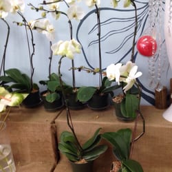 Fortune Flowers & Gifts - Orchids!