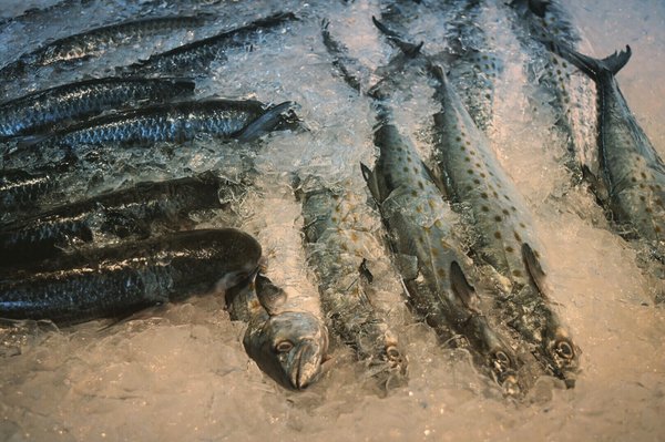 Motts Channel Seafood by null