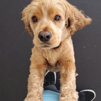 Dog E Den Tarzana - Pet Boarding Near Me - Tarzana, California