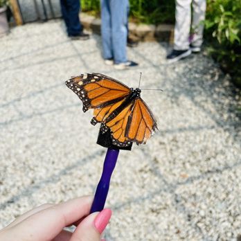 All A Flutter - Sugar sticks attracted the butterflies. - Pet Breeders Near Me - High Point, North Carolina