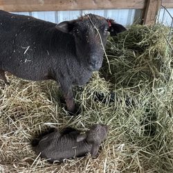 Iron Water Ranch - Newborn lamb and momma @ Iron Water Ranch.