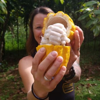 Lydgate Farms - The gloppy membrane inside of this yellow shell is delicious, and surrounds the cacao beans waiting to be made into chocolate - Botanical Gardens Near Me - Kapaa, Hawaii Lydgate Farms - The gloppy membrane inside of this yellow shell is delicious, and surrounds the cacao beans waiting to be made into chocolate - Botanical Gardens Near Me - Kapaa, Hawaii