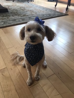 pup a razzi pet salon