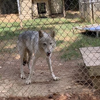 Saint Francis Wolf Sanctuary - Animal Shelters Near Me - Navasota, Texas Saint Francis Wolf Sanctuary - Animal Shelters Near Me - Navasota, Texas