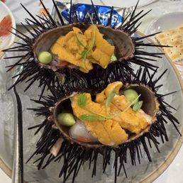 Sea urchin Sea urchin