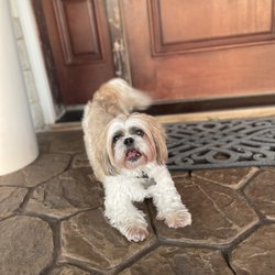 The Sarasota Dog Salon