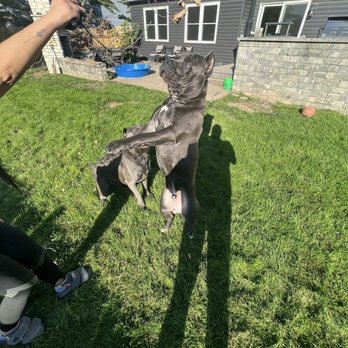 Chicago Dog Services - Dogs Playing In The Yard - Pet Waste Removal Near Me - Lombard, Illinois