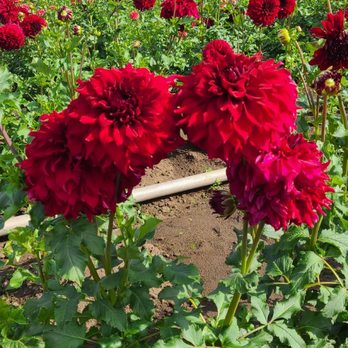 Swan Island Dahlias - Nurseries & Gardening Near Me - Canby, Oregon