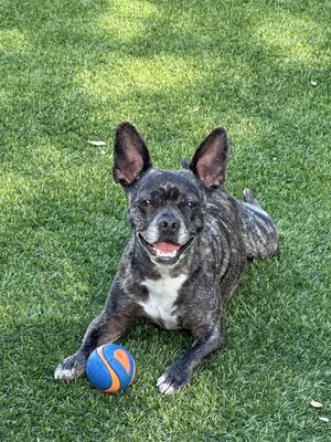 POSH PAWS GROOMING - ROSEVILLE - Updated April 2026 - 39 Photos & 35 ...