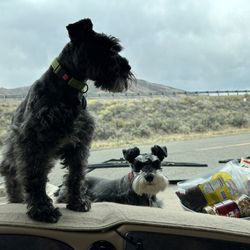A Class Above Grooming - Our two schnauzers!