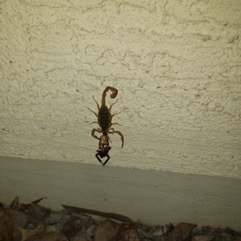 Red Rock Pest Control - Looking for reliable scorpion control services? Call us today. - Pest Control Near Me Red Rock Pest Control - Looking for reliable scorpion control services? Call us today. - Pest Control Near Me
