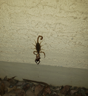Scorpion Control Services - Worried about scorpions around your home or business? We offer fast, effective, and affordable scorpion control solutions tailored to Arizona’s unique pest challenges. Scorpions are tough to eliminate and are drawn to easy food sources like cockroaches and crickets—regular monthly or bimonthly pest control helps remove their food supply and effectively keeps scorpions away. Our services are backed by years of expertise and satisfied customers.
✅ Licensed & Insured
✅ Eco-Friendly & Pet-Safe Treatments
✅ Residential & Commercial Services
📞 Contact us today for an inspection or to schedule your scorpion extermination service! Scorpion Control Services - Worried about scorpions around your home or business? We offer fast, effective, and affordable scorpion control solutions tailored to Arizona’s unique pest challenges. Scorpions are tough to eliminate and are drawn to easy food sources like cockroaches and crickets—regular monthly or bimonthly pest control helps remove their food supply and effectively keeps scorpions away. Our services are backed by years of expertise and satisfied customers.
✅ Licensed & Insured
✅ Eco-Friendly & Pet-Safe Treatments
✅ Residential & Commercial Services
📞 Contact us today for an inspection or to schedule your scorpion extermination service!