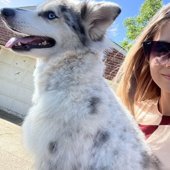 Vanity Pups - Pet Sitting Near Me - Bayside, New York