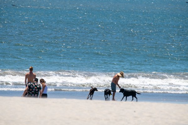 Coronado Dog Beach by null