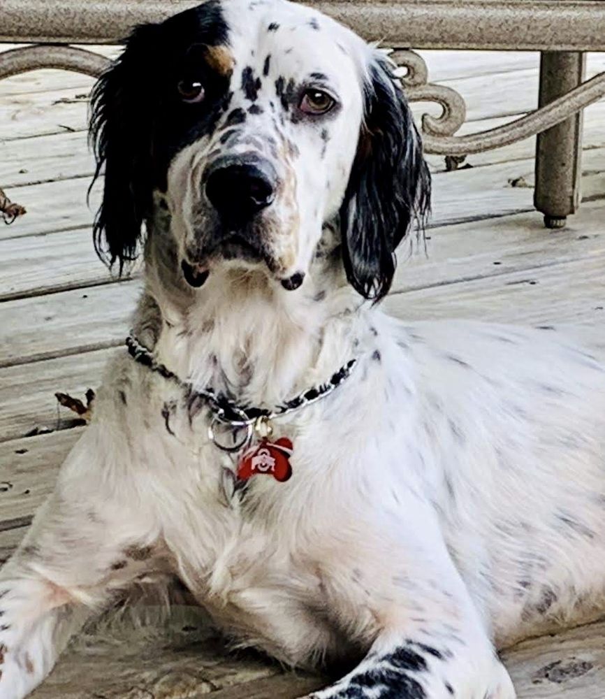 PET LODGE USA OF BOARDMAN Updated