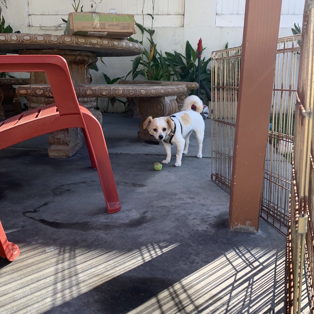 Pooch Pride Grooming - Pet Groomers Near Me - Torrance, California