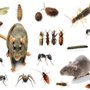 Leroy's Pest Control