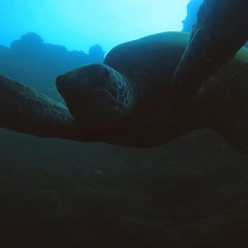 Seasport Divers - Turtle time - Scuba Diving Near Me - Koloa, Hawaii Seasport Divers - Turtle time - Scuba Diving Near Me - Koloa, Hawaii