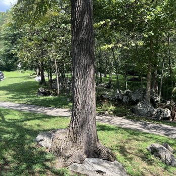 Tuckaleechee Caverns - Aren't trees amazing?!?! - Landmarks & Historical Buildings Near Me - Townsend, Tennessee Tuckaleechee Caverns - Aren't trees amazing?!?! - Landmarks & Historical Buildings Near Me - Townsend, Tennessee