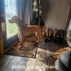 Lee's Dog Training