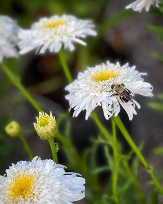 Evanston Farmers' Market by null