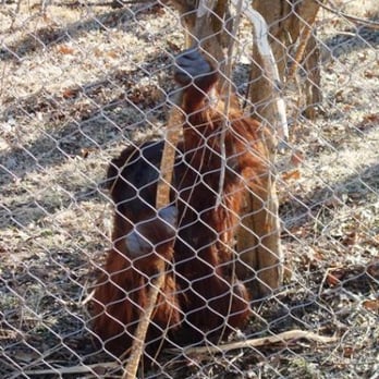 Cameron Park Zoo - Kerajohn, the older male orangutan - Zoos Near Me - Waco, Texas Cameron Park Zoo - Kerajohn, the older male orangutan - Zoos Near Me - Waco, Texas
