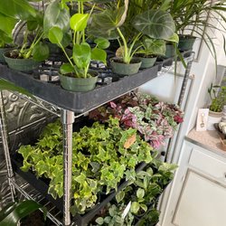 The-plantshoppe - Our $7 rack of 4 inch plants is loaded up!