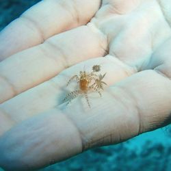 Kona Diving Company - Tiny Pom-Pom Crab