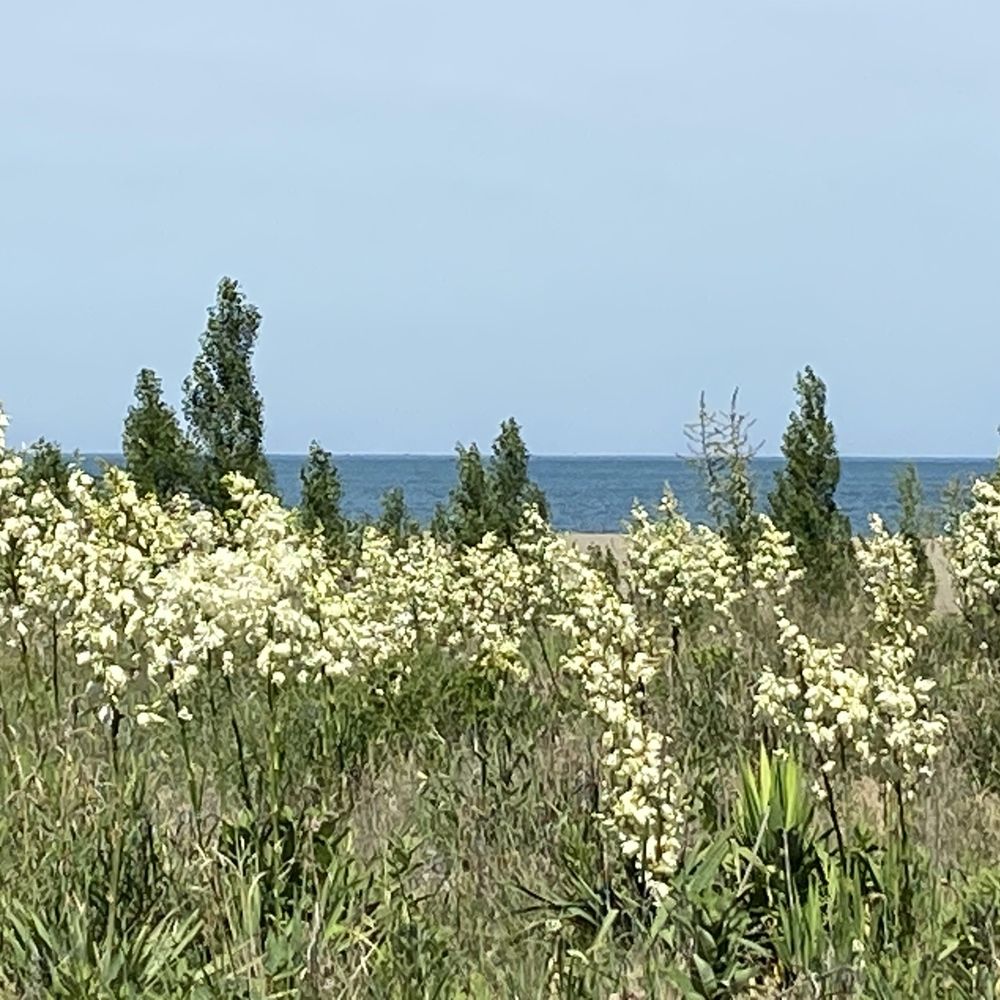 Headlands Beach State Park - Pretty Yucca - Lakes Near Me - Mentor, Ohio Headlands Beach State Park - Pretty Yucca - Lakes Near Me - Mentor, Ohio