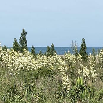 Headlands Beach State Park - Pretty Yucca - Lakes Near Me - Mentor, Ohio