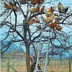 Cold Springs Orchards