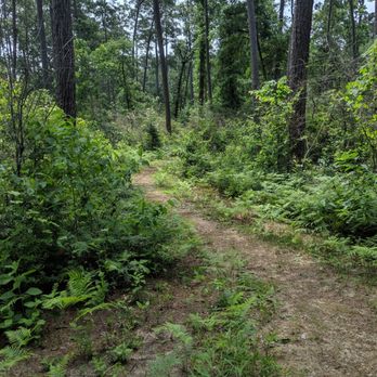 Sam Houston National Forest - Little pond trail - Parks Near Me - New Waverly, Texas