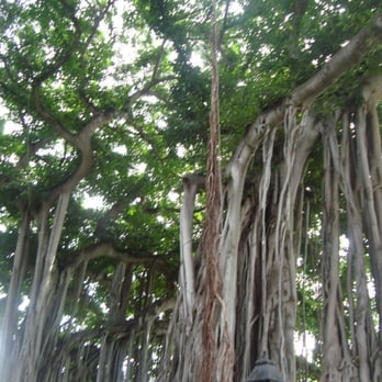 Iolani Palace - Trees - Museums Near Me - Honolulu, Hawaii
