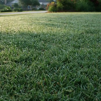 Cornett Grass - Celebration Bermuda

Strikingly deep blue-green colored Bermuda grass with a tight growing habit and fine-leafed blades - Landscaping Near Me - Houston, Texas